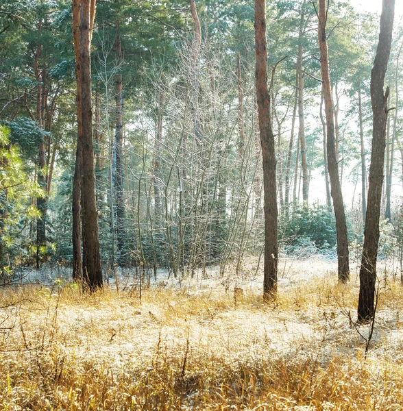 Belle forêt d'automne — Photo