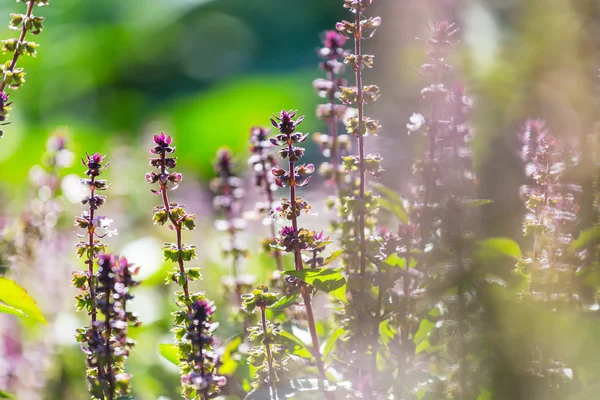 Basilikumpflanzen im Garten — Stockfoto