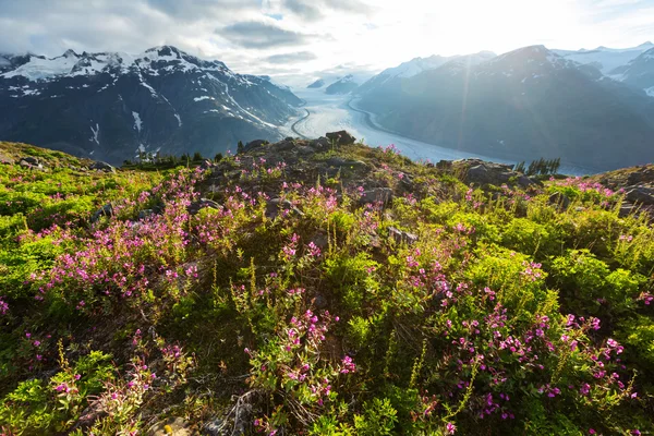 Schöner Lachsgletscher — Stockfoto