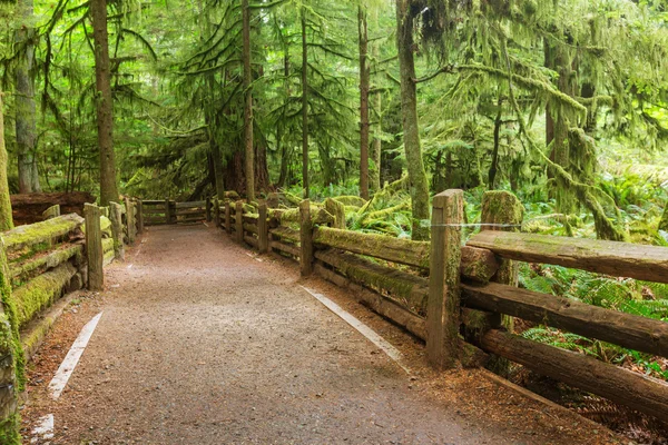 Floresta tropical em Vancouver — Fotografia de Stock