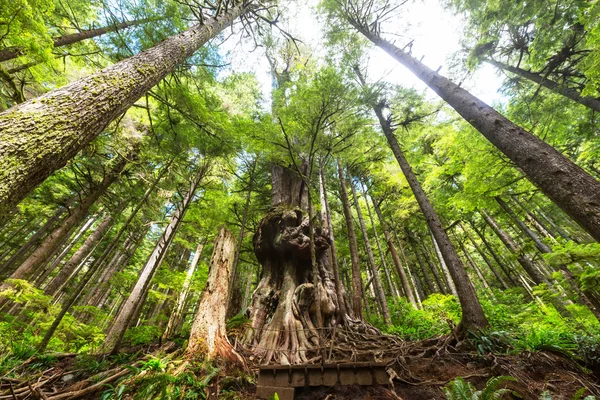Selva tropical en la isla de Vancouver — Foto de Stock