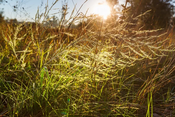 阳光灿烂的夏天草甸 — 图库照片