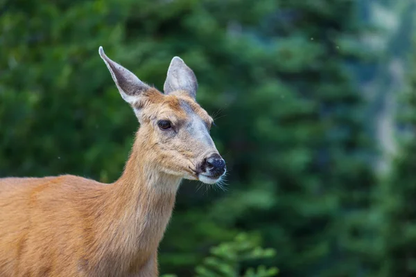 Rådjur i gröna skogen — Stockfoto