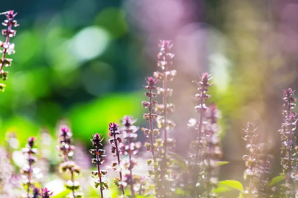 Basil plants in garden — Stock Photo, Image