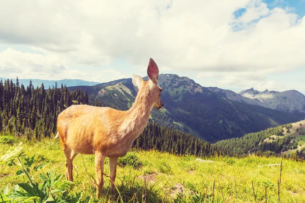 Cerfs dans la forêt verte — Photo