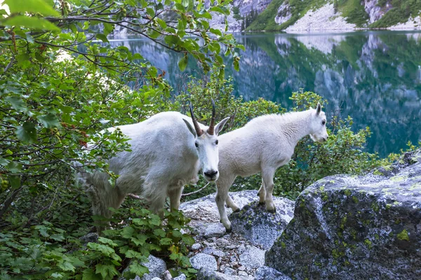 Kozy dzikie górskie — Zdjęcie stockowe