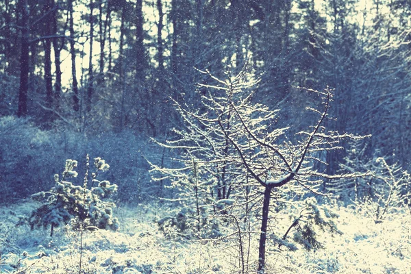 Forêt pittoresque couverte de neige — Photo