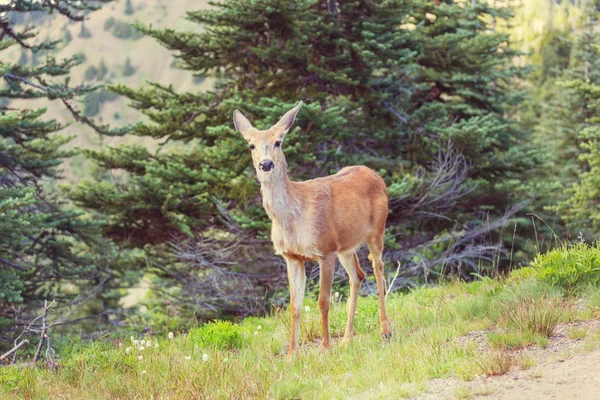 Deer in green forest — Stock Photo, Image