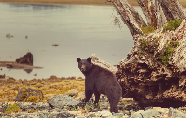 Zwarte beer in bos — Stockfoto
