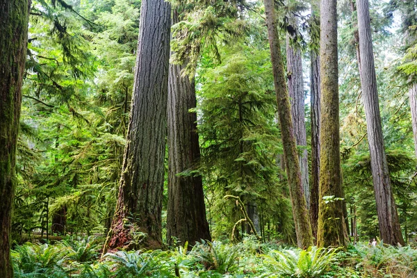 Deštný prales v Vancouver island — Stock fotografie