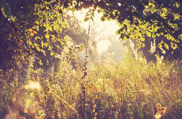 Schöne Herbstszene — Stockfoto