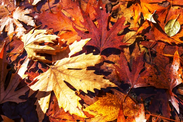 Bunte Herbstblätter — Stockfoto