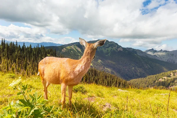 Cerfs dans la forêt verte — Photo