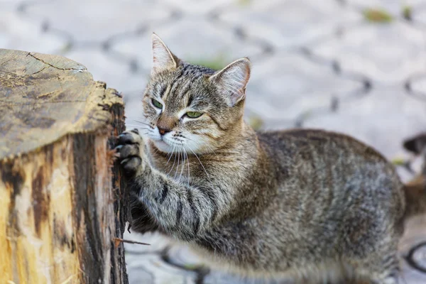 Симпатичная кошка Тэбби — стоковое фото
