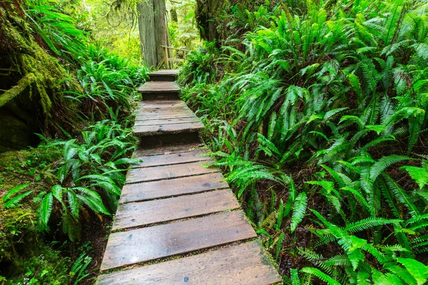 Selva tropical en la isla de Vancouver — Foto de Stock