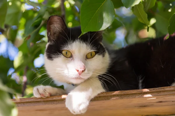 Leuke huiskat — Stockfoto