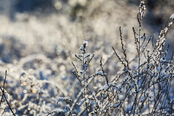 Forêt pittoresque couverte de neige — Photo