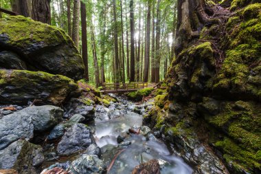 Kanada'da güzel şelale