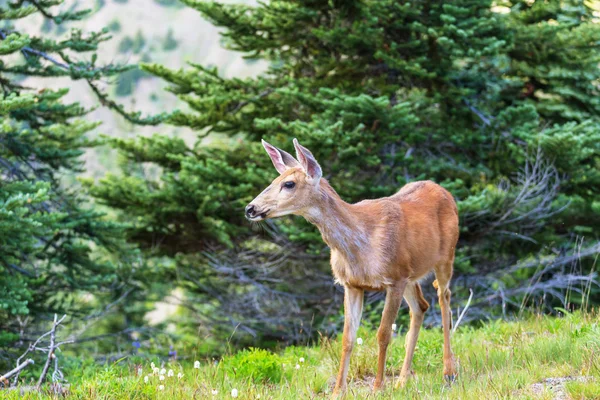 Cerfs dans la forêt verte — Photo