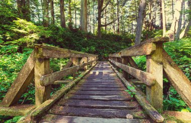 Yağmur ormanlarında Vancouver Adası
