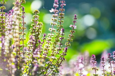 Fesleğen bitki bahçe içinde