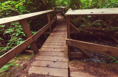 Yağmur ormanlarında Vancouver Adası