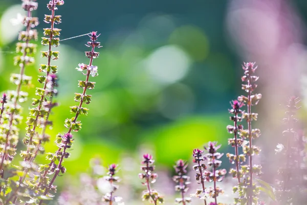 Las plantas de albahaca en el jardín —  Fotos de Stock