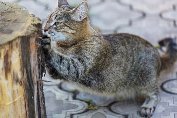 かわいいタビー猫 — ストック写真