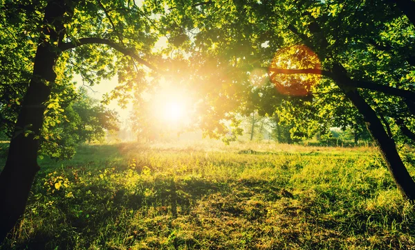 Zonnige dag in weide — Stockfoto