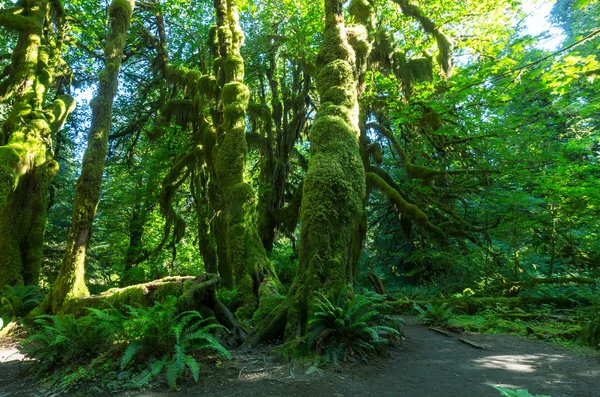 Foresta nel Parco Nazionale Olimpico — Foto Stock