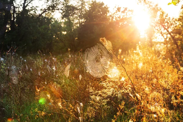 Zonnige herfst weide — Stockfoto