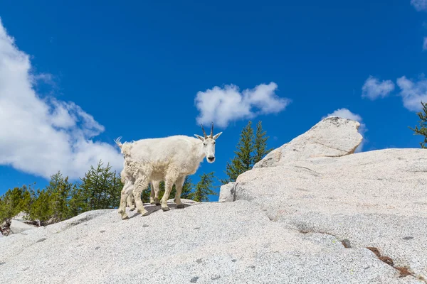 Capra selvatica di montagna — Foto Stock