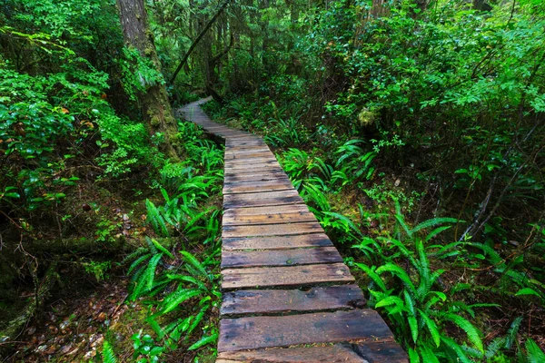 Las deszczowy w Vancouver island — Zdjęcie stockowe