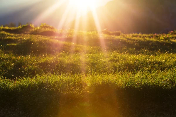 Peisaj verde de pășune — Fotografie, imagine de stoc