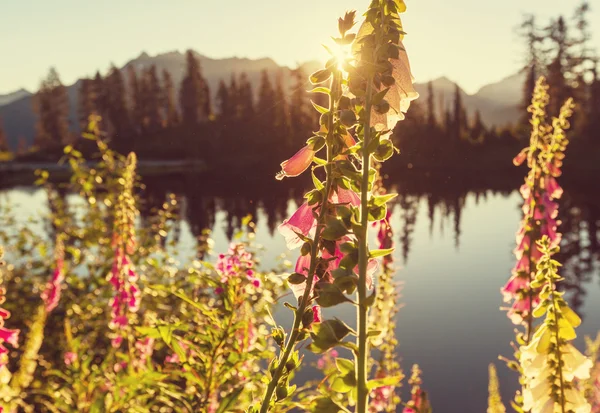 Photo lac et mont Shuksan — Photo