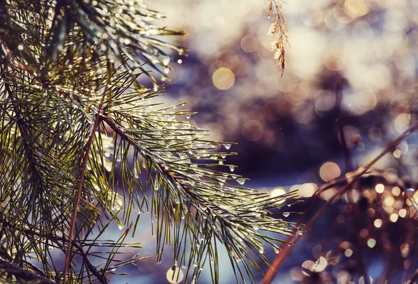 아름 다운 눈 덮인 숲 — 스톡 사진