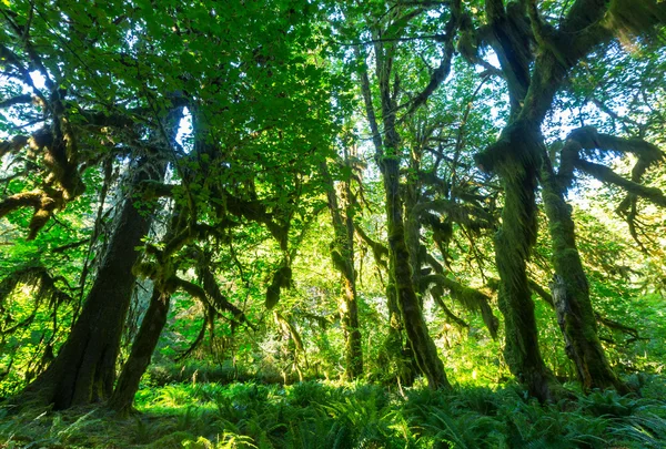 Skogen i Olympic National Park — Stockfoto