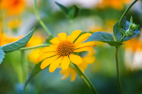 Schöne gelbe Blumen — Stockfoto