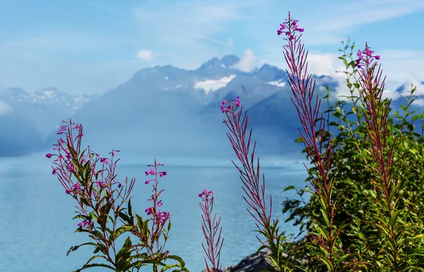 Piękne krajobrazy Alaski — Zdjęcie stockowe