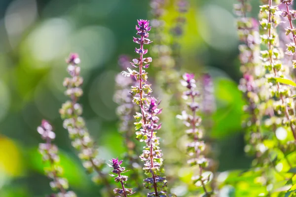 Basilikumpflanzen im Garten — Stockfoto