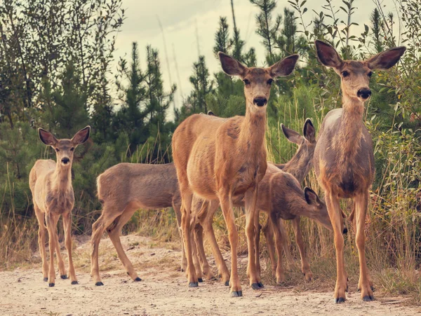 Troupeau de wapitis au parc national — Photo