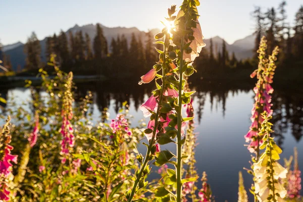 Picture lake and mount Shuksan — Stock Photo, Image