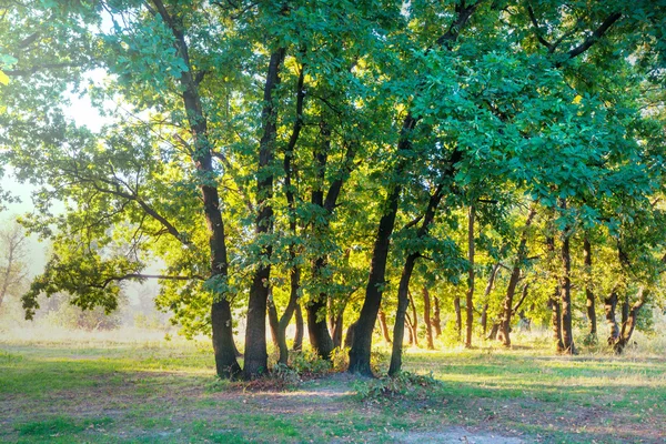 Piękny jesienny las — Zdjęcie stockowe