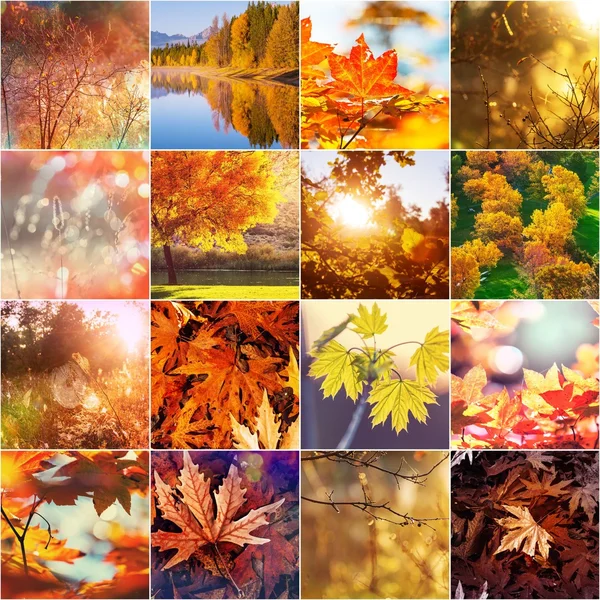 Colorido collage de otoño — Foto de Stock