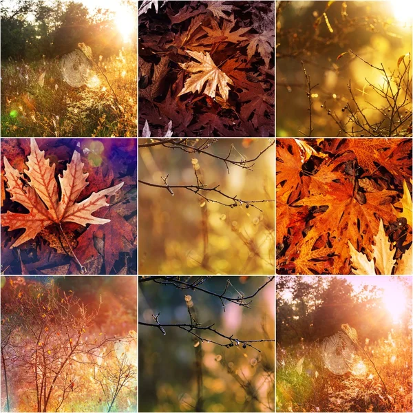 Barevné podzimní koláž — Stock fotografie