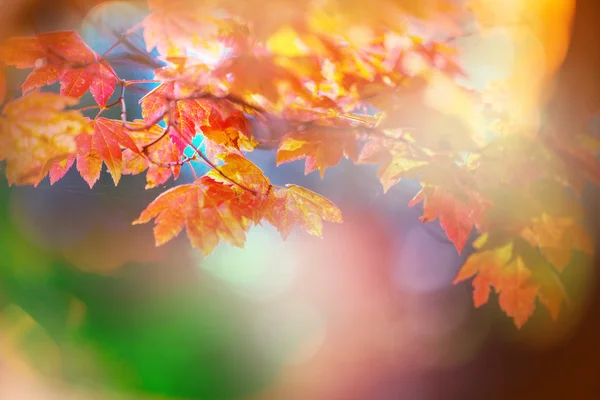 Kleurrijke herfstbladeren — Stockfoto
