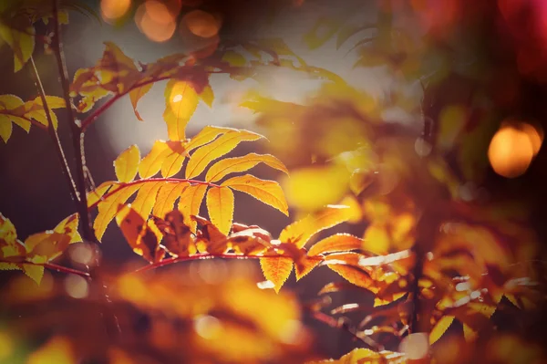 Kleurrijke herfstbladeren — Stockfoto