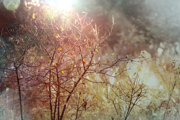 Schöne Herbstszene — Stockfoto