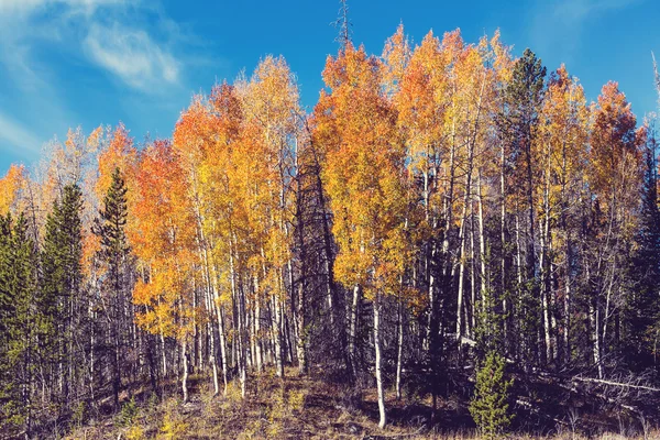 Bella scena autunnale — Foto Stock