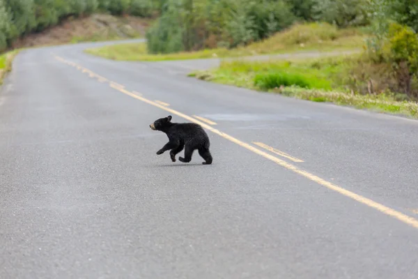 Adorabile orso nero — Foto Stock
